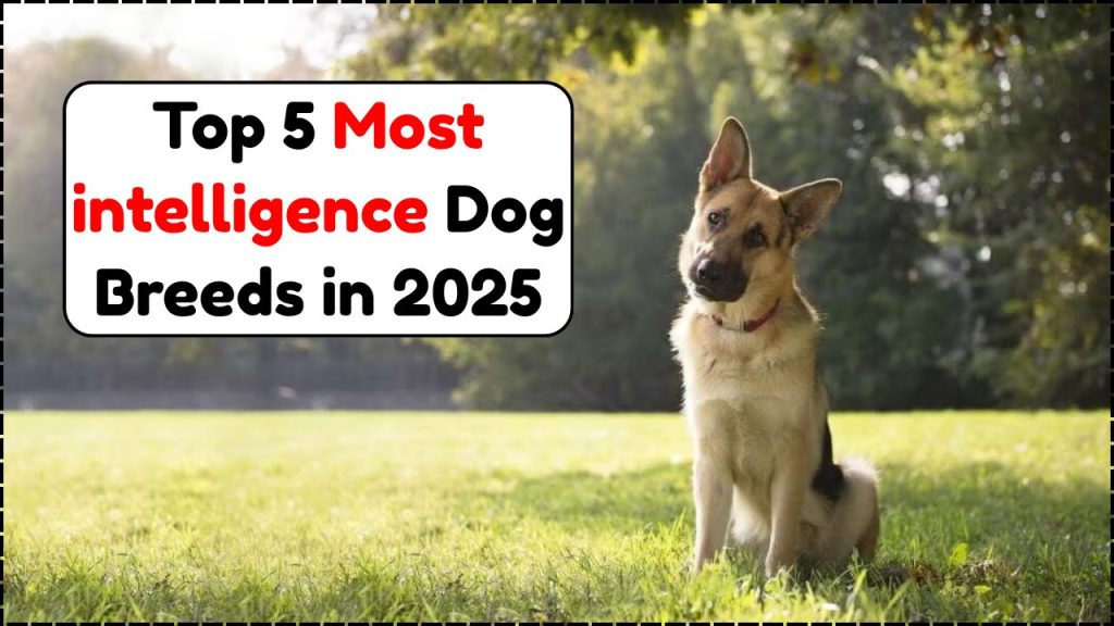 Most Intelligent Dog Breeds in the World